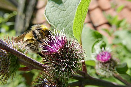 Auch Kletten bieten Futter für Wildbienen Foto: Stadt Wedel/Engelschall