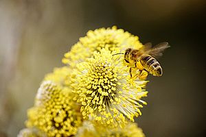 Eine Biene im Anflug auf ein Weidenkätzchen.