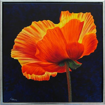 Mohnblume