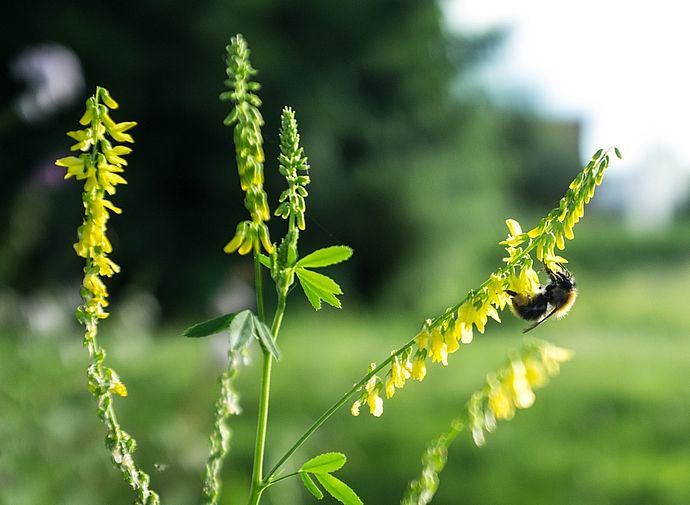 Blühender Senf ist als Nahrungsquelle bei Hummeln und Bienen sehr beliebt. Foto: Stadt Wedel/Kamin