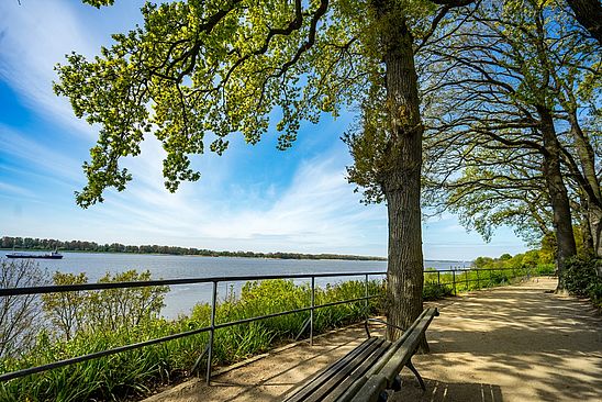 Am Elbwanderweg laufen derzeit Baumpflegearbeiten, die zu kleineren Beeinträchtigungen führen können. Archivbild: Stadt Wedel/Kamin