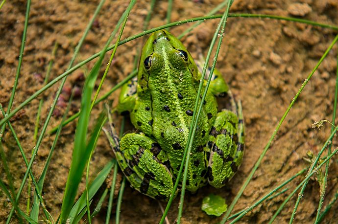 Moorgebiete sind nicht nur Lebensraum für zahlreiche Tier- und Pflanzenarten (hier ein Teichfrosch im Regionalpark Wedeler Au) – auch ihre Bedeutung für den Kampf gegen den Klimawandel wird immer klarer. Foto: Stadt: Wedel/Kamin