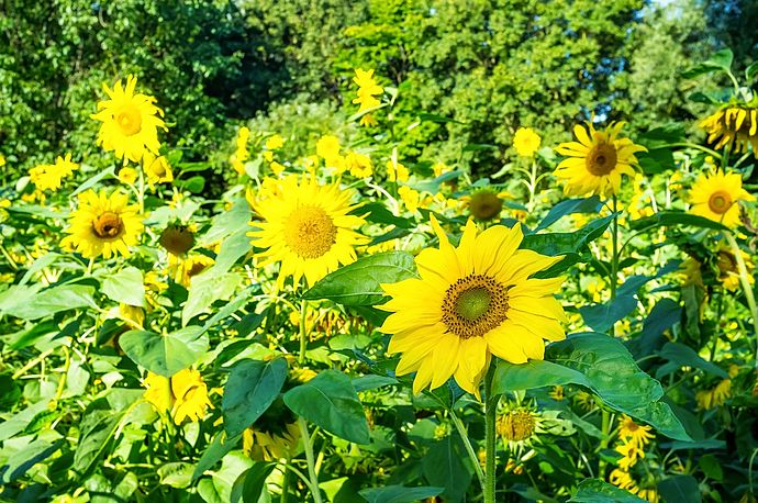 An der Schulauer Straße und am Parnaß bieten prächtige Sonnenblumenfelder Bienen und Hummeln Nahrung. Foto: Stadt Wedel/Kamin