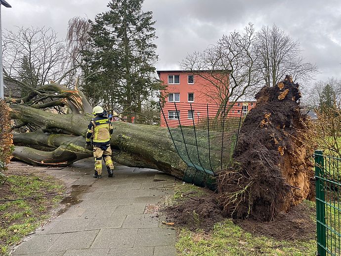 Da hielt selbst der Riese nicht stand: die Sturmböen setzten Wedels Baumbestand zu - die Feuerwehr räumte auf. Fotos: Feuerwehr