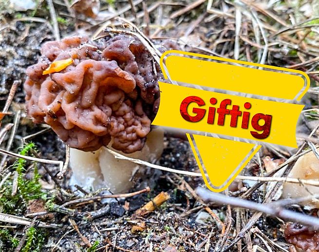 Vorsicht giftig: Der Frühjahrs(gift)lorchel wurde auf dem Wedeler Waldspielplatz entdeckt. Foto: Stadt Wedel