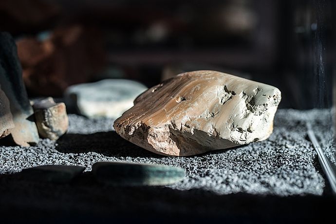 Stromatolith Blaualgenriffschwamm - zu sehen bis 2. Oktober 2022 in der Ausstellung „Highway to Helgoland – Schätze von der roten Insel“ im Stadtmuseum Wedel. Foto: Stadt Wedel/Kamin