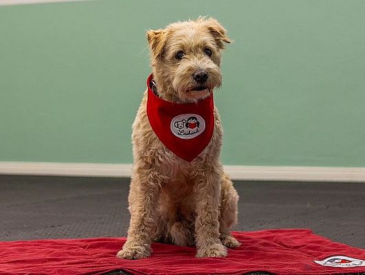 Lesehund Rübe von "Lesehund im Norden" liebt es, von Kindern vorgelesen zu bekommen (Foto: Sabine Lange)