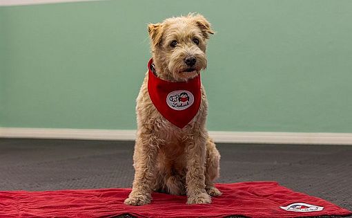 Lesehund Rübe von "Lesehund im Norden" liebt es, von Kindern vorgelesen zu bekommen (Foto: Sabine Lange)