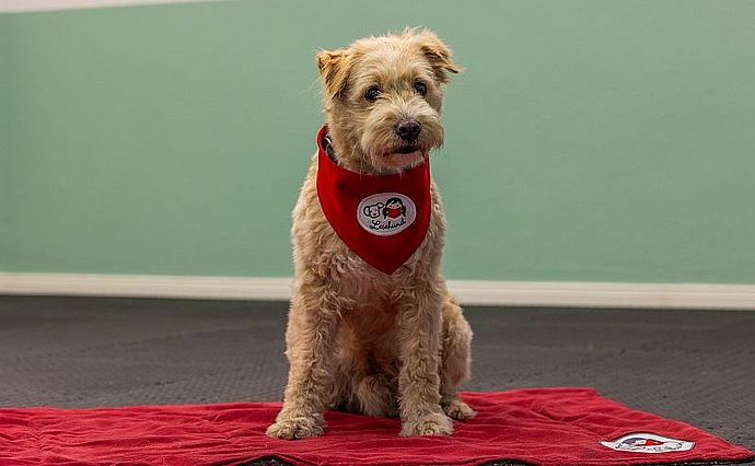 Lesehund Rübe von "Lesehund im Norden" liebt es, von Kindern vorgelesen zu bekommen (Foto: Sabine Lange)