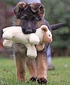 Deutsche Schäferhunde (SV) e. V. Ortsgruppe Wedel