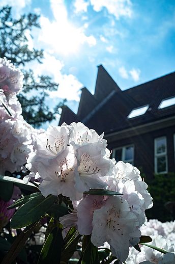 Nach der Blüte steht ein kräftiger Rückschnitt für die Rhododendren am Wedeler Rathaus an. Archivbild: Stadt Wedel/Kamin