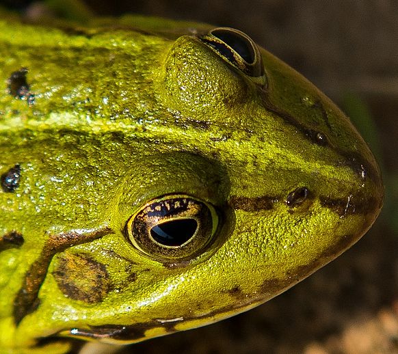 Die Baumaßnahmen rund um die Wedeler Au, die am 5. August starten, sollen noch mehr Lebensräume für Pflanzen und Tiere – wie diesen Teichfrosch – schaffen. Archivfoto: Stadt Wedel/Kamin