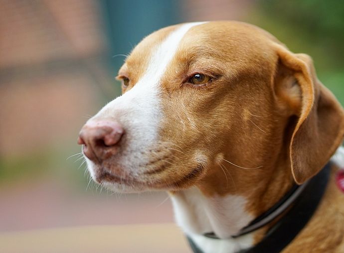 Auch in Wedel müssen Hunde für die Hundesteuer angemeldet werden. Archivbild: Stadt Wedel/Kamin