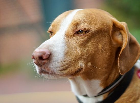 Auch in Wedel müssen Hunde für die Hundesteuer angemeldet werden. Archivbild: Stadt Wedel/Kamin