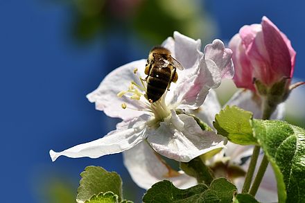 Attraktiv für Honig- und Wildbienen, die Apfelblüte