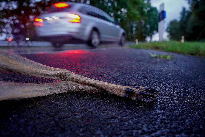 Ein Wildunfall: Schock für Fahreinnen und Fahrer und oft der Tod eines Tieres. Foto: Deutscher Jagdverband.