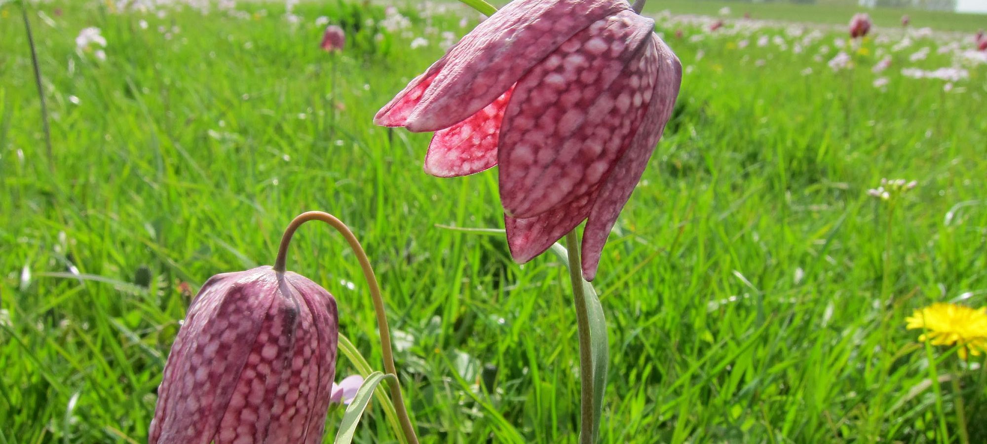 Schachblumen