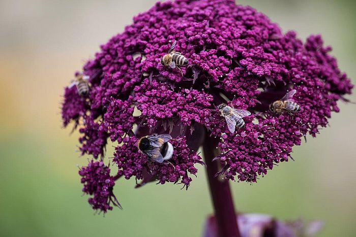 Eine Auswahl an Stauden für Ihren Garten