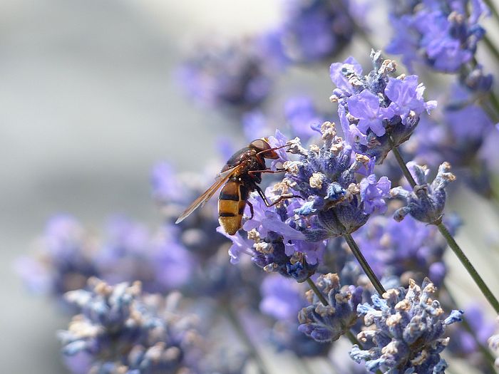 Insektenparadiese für Balkon und Terrasse