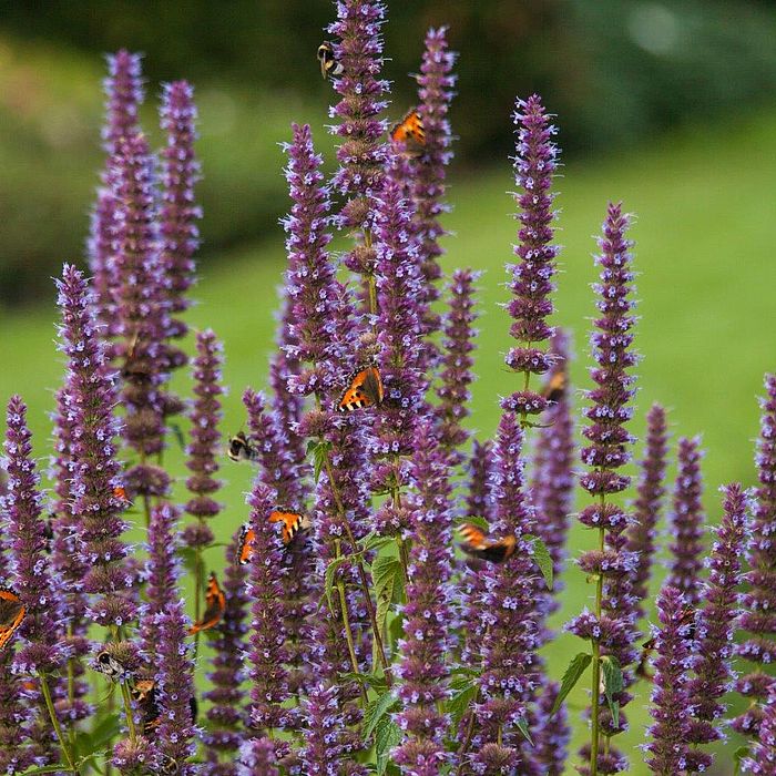 Eine Auswahl an Stauden für Ihren Garten