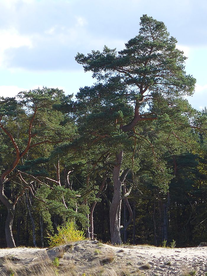 Holmer Sandberge