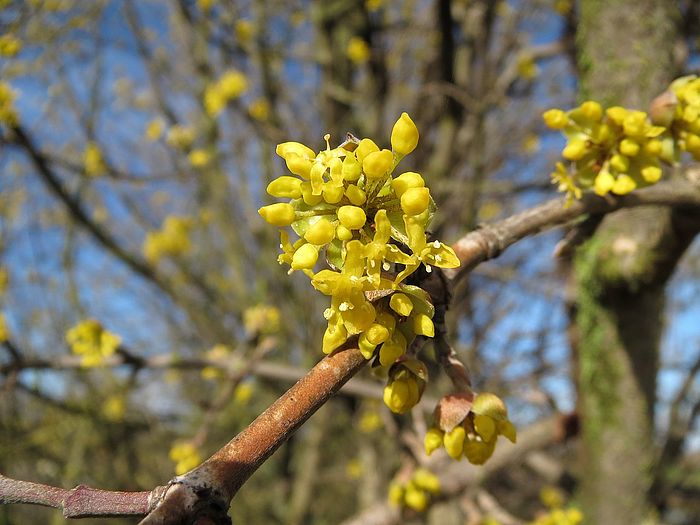 Insektengehölze - heimisch und blütenreich