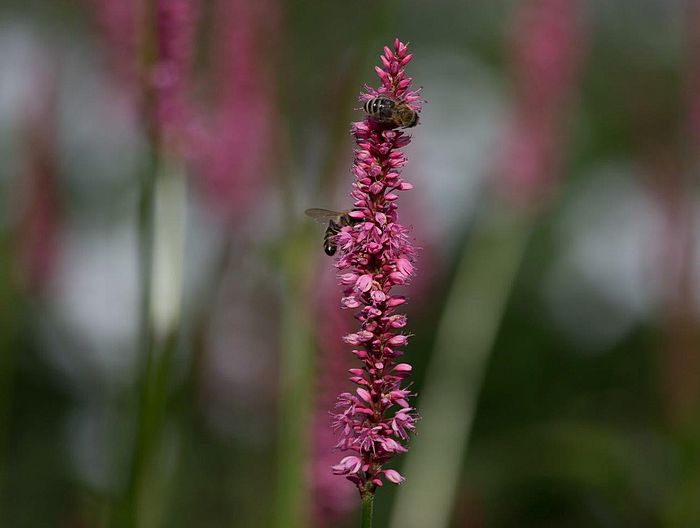 Eine Auswahl an Stauden für Ihren Garten