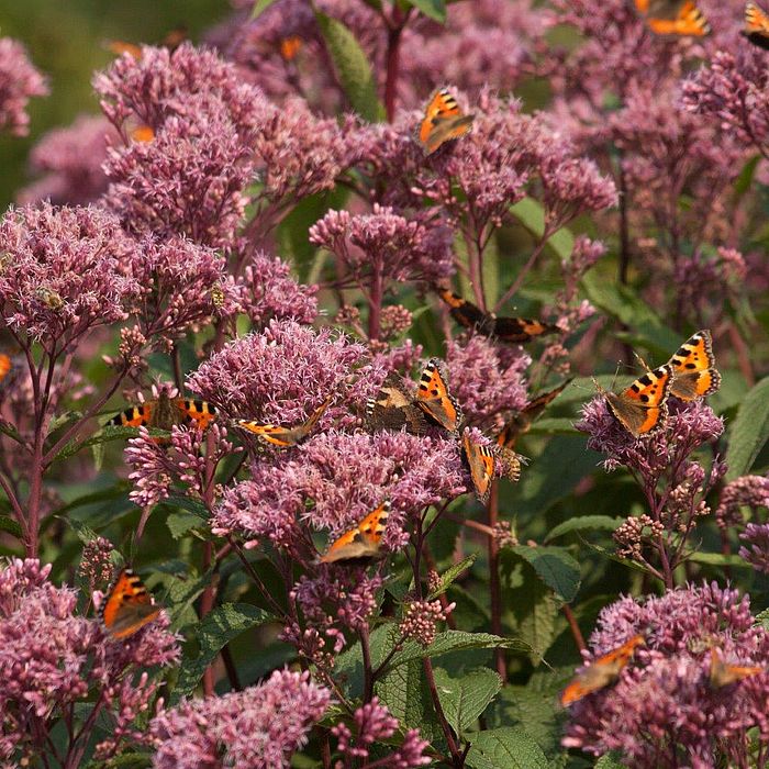 Eine Auswahl an Stauden für Ihren Garten