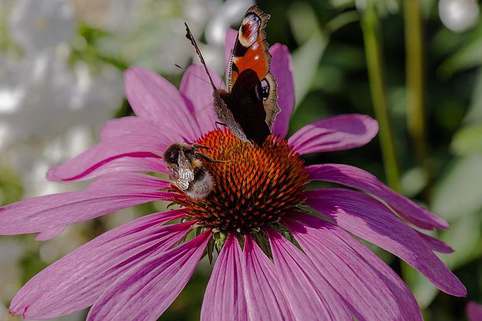Eine Auswahl an Stauden für Ihren Garten