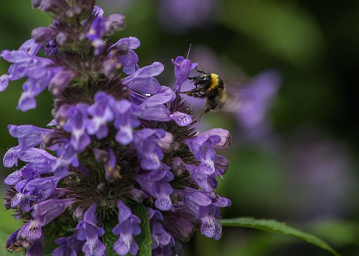 Eine Auswahl an Stauden für Ihren Garten